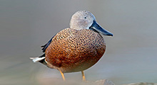 Shovelers - Argentine Red